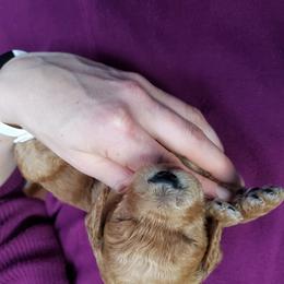 Poodle Puppies from Mountain Ridge Poodles