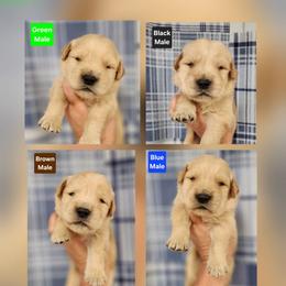 Laney Male - Golden male Golden Retriever puppy in Wauseon, Ohio from Golden Sunrise Retrievers