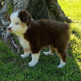Libby - Red tri female Miniature Australian Shepherd puppy in Copperas Cove, Texas from Aussies Acre