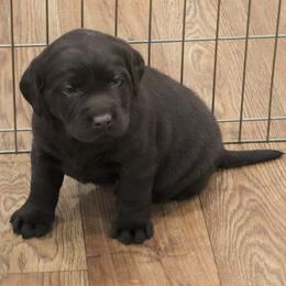 Trouble - Chocolate male Labrador Retriever puppy in Camden, Indiana from Camden's Caring Canines