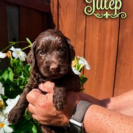Green collar girl - Chocolate female Goldendoodle puppy in Fairfield, California from Twin Sisters Doodles