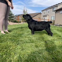 Labrador Retriever Puppies from Armory Labradors