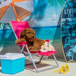 Poodle Puppies from Southern Girls Poodles