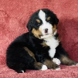 Teal Collar Male - Black rust and white male Bernese Mountain Dog puppy in Bristol, Tennessee from Holston Hollow Farm
