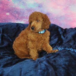 Poodle Puppies from Moyen Majestic Embrace