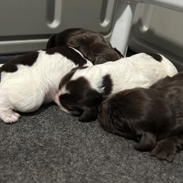 Girl 2 - Liver and white female English Cocker Spaniel puppy in Martinez, Georgia from River Trail Kennels