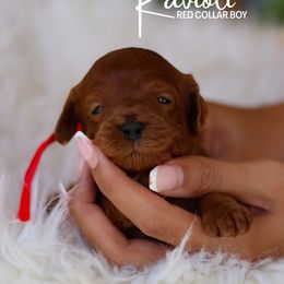 Ravioli - Red male Cavapoo puppy in Miami, Florida from Bailey & Bella Cavapoos