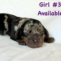 Girl 3 - Dapple female Dachshund puppy in Hollidaysburg, Pennsylvania from Weenie Bros