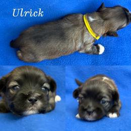 Ulrick - Cream male Lhasa Apso puppy in Cincinnati, Ohio from Shangri-La Lhasa Apsos