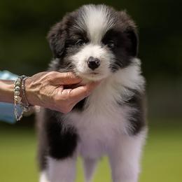 Sam - Black and white male Border Collie puppy in New Market, Alabama from Kensington Border Collies