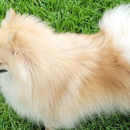 Pomeranians from Pepplers Poms