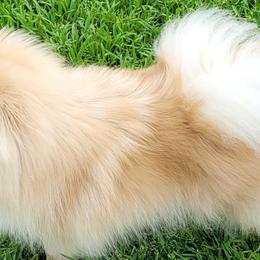Pomeranians from Pepplers Poms