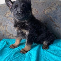 Teal collar boy - Bi-color male German Shepherd puppy in Coleta, Illinois from Four Leaf Farm- Vom Vierblättriges Bauernhof