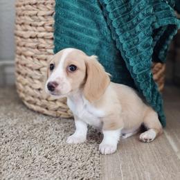 Boy 1 - Piebald male Dachshund puppy in Rancho Cucamonga, California from Pretty Little Dachshunds