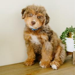 Kayce - male Australian Mountain Doodle puppy in Spanish Fork, Utah from K Brand Doodles