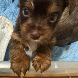 Boy 2 - Chocolate and tan male Yorkshire Terrier puppy in Milton, Florida from Sassenach Yorkie Kennels