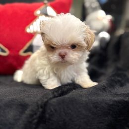 Prince of Angels - Cream and white male Shih Tzu puppy in Kent, Washington from Exclusively Shih Tzu's LLC