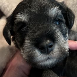 Miniature Schnauzer Puppies from Aurora Miniature Schnauzers