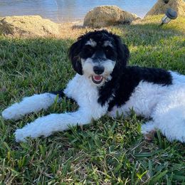 Bernedoodle and Goldendoodle Puppies from I Dream of Doodles