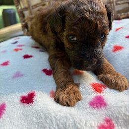Cooper -AKC - Phantom male Poodle puppy in Plano, Texas from Dogs lovers