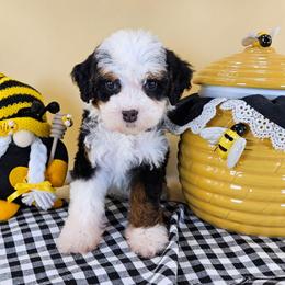 Scout - Tri-color male Bernedoodle puppy in Mckinney, Texas from M2 Bernedoodles