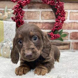 Nellie - Chocolate and tan female Dachshund puppy in Industry, Illinois from KDKs Kennels