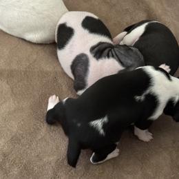 Rat Terrier Puppies from Kelly’s Ratters