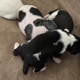 Rat Terrier Puppies from Kelly’s Ratters