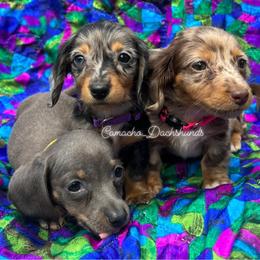 Dachshund Puppies from Camacho_Dachshunds