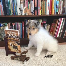 Caeimhe (KEE-va) - White merle female Collie puppy in Hinckley, Minnesota from Rusty Spur Collies