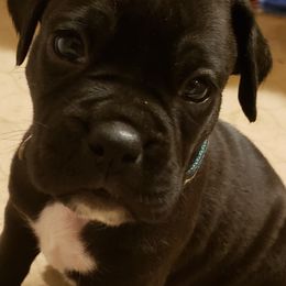 Boxer Puppies from Furevermore Boxers