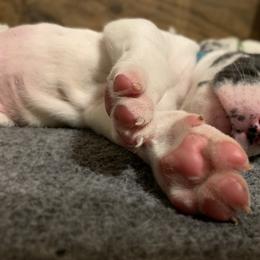 Great Dane Puppies from Cook’s Gentle Giants