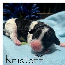 Kristoff - Black male Cavapoo puppy in Clinton, Oklahoma from Enchanted Spaniels