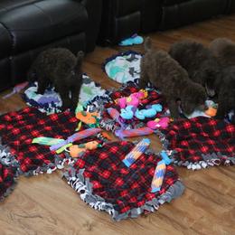 Poodle Puppies from RK'S Pets