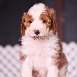 Black - Red male Bernedoodle puppy in Macomb, Oklahoma from Fife and Wife Ranch LLC