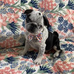 Tybalt - Silver male Pug puppy in Ferrum, Virginia from Menagerie Magnifique Pugs & Boston Terriers