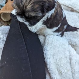 Shih Tzu Puppies from We Shih Tzu Not!