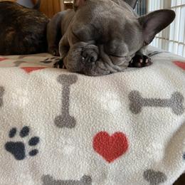 French Bulldog All Grown Up from Queens of The South Frenchies