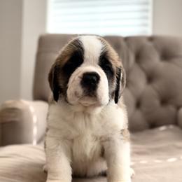 Boy 2 - male Saint Bernard puppy in Wellington, Colorado from Thunder Keg St. Bernards