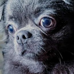 Blue - Chihuahua