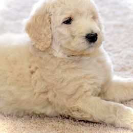 Poodle Puppies from Tamarack Poodles