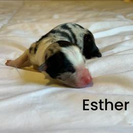 Esther - Blue merle female Border Collie puppy in Franklin, Maine from Broad Meadow Borders
