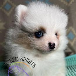 AKC LAKOTA 1800 - Blue merle male Pomeranian puppy in Watkins Glen, New York from Wicked Spirits Pomeranians