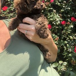 Poodle Puppies from Upper Echelon