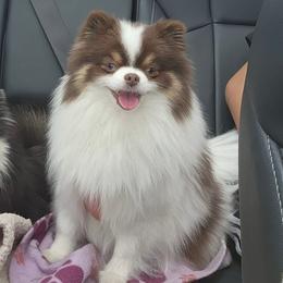 Nova - Pomeranian