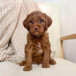 Jimmy - Red  male Goldendoodle puppy in Newcastle, Oklahoma from Ritzy Creek Doodles