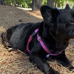 Lily XV - French Bulldog