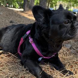 Lily XV - French Bulldog