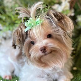 Wisteria’s Cookie - Biewer Terrier