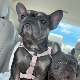 Wednesday - French Bulldog